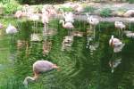 Flamingos im Nrnberger Tiergarten, aufgenommen am 27.7.2011