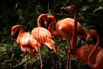 Flamingos im Noorder Dierenpark in Emmen NL