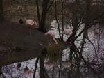 Flamingoteich in Schnefeld, im Ortsteil Schnefeld am 24.