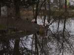 Direkt an der Brcke die die Bahngleise berqueren, die Schnefeld in Brandenburg erbarmungslos in zwei Hlften teilen, befindet sich ein Teich mit Flamingos.