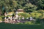 Flamingos im Tierpark