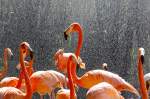 Flamingo (Phoenicopterus ruber) in Los Palmitos, Gran Canaria, Spanien.