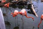 Flamingos in Hagenbecks Tierpark (HAMBURG/Deutschland, 09.05.1989) -- eingescanntes Dia