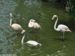 Rosaflamingo (Phoenicopterus roseus) im Zoo Hluboka / Tschechien.