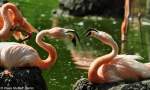 Roter Flamingo (Phoenicopterus ruber).