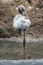 Junger Roter Flamingo oder auch Kubaflamingo (Phoenicopterus ruber) am 25.7.2010 im Zoo Heildelberg.