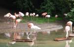  PRETTY FLAMINGO ...Futtern und Putzen- schwer beschftigt waren diese Flamingos  am 29.6.2014 im Zoo WUPPERTAL....