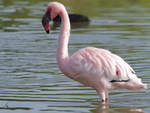 Ein Rosa-Flamingo im Zoom Gelsenkirchen.
