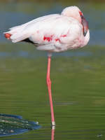 Ein Rosa-Flamingo im Zoom Gelsenkirchen.