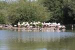 Flamingos am 2.9.2018 in der Zoom Erlebniswelt in Gelsenkirchen im Teil Afrika.