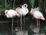 Flamingos im Zoo d'Amneville, 26.9.2017