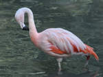 Ein Rosaflamingo im Zoo Dortmund.