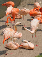 Flamingos Ende Juni 2010 im Zoo Dortmund.