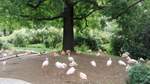 Rosaflamingos und Chileflamingos im Berliner Zoo.