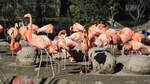 Die Flamingo-Kolonie im Zoo Madrid.