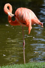 Ein Flamingo im Zoo Madrid.