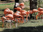 Die Flamingo-Kolonie im Zoo Madrid.