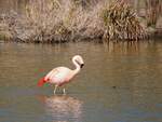 FLAMINGO(Phoenicopteridae) hat seine Heimat am unteren Inn nchst Katzenberg gefunden; 220326