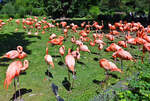 Groe Gruppe Kubaflamingos im Klner Zoo - 14.06.2022