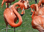 Kubaflamingos im Klner Zoo - 14.06.2022