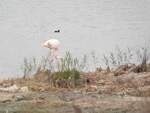 Der bekannteste Vogel der Camargue ist der Rosaflamingo, der in Frankreich ausschlielich in der Camargue nistet.