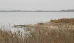 Der bekannteste Vogel der Camargue ist der Rosaflamingo, der in Frankreich ausschlielich in der Camargue nistet.