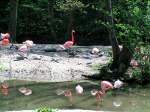 Flamingos spiegeln sich im Tmpel des Zoo Schmiding; 050501