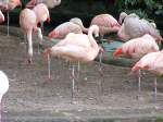 Flamingos aus dem Berliner Zoo