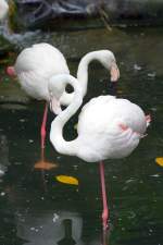 Flamingos im Langkawi WildLife Park am 23.Mai 2009.