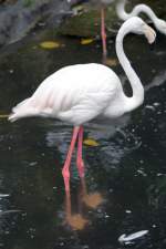 Flamingo im Langkawi WildLife Park am 23.Mai 2009.