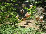 Das Foto zeigt Flamingos Aufgenommen wurde das Bild beim Tag der offenen Tr im Saarbrcker Zoo am 12.09.2010.