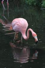 Kuba-Falmingo (Phoenicopterus ruber ruber) am 13.9.2010 im Toronto Zoo.