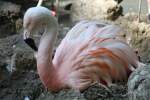 Chile-Flamingo (Phoenicopterus chilensis) beim Brten.