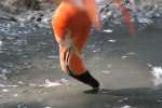 Roter Flamingo (Phoenicopterus ruber) bei der Nahrungsaufnahme.