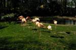 Rosa Flamingos im Zoo von Amsterdam 1990