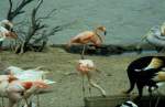 Rosa Flamingos in der Rserve Africaine de Sigean in Sdfrankreich im Juli 1988