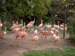 Flamingos im Zoo von Houston Texas (19.03.2007)