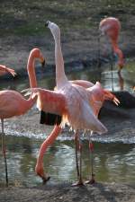 Rosaflamingo (Phoenicopterus ruber) im Tierpark Berlin.