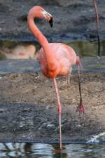 Roter Flamingo (Phoenicopterus ruber) am 18.4.2010 im Tierpark Berlin.