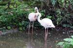 Dieses stolze Flamingo-Paar entdeckte ich am 27.9.2014 im Zoo am Rammelsberg in Kassel.