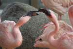 Zwei Zwergflamingo (Phoeniconaias minor) im Liebesspiel.