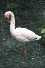 Zwergflamingo (Phoeniconaias minor) am 22.6.2010 im Leintalzoo bei Schwaigern.