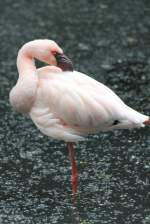 Zwergflamingo (Phoeniconaias minor) am 22.6.2010 im Leintalzoo bei Schwaigern.