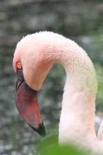 Kopf eines aus Afrika stammenden Zwergflamingos (Phoeniconaias minor) am 22.6.2010 im Leintalzoo bei Schwaigern.