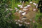 Flamingos - Zoo Leipzig, 17.08.2008