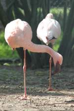 Zwergflamingos (Phoeniconaias minor) am 26.4.2010 im Vogelpark Eggenstein-Leopoldshafen.