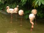 Lesser Flamingo (Phoeniconaias minor) oder auch Zwergflamingo im Zoo von Shanghai.