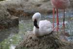 Brtender Zwergflamingo (Phoeniconaias minor) am 26.6.2010 im Leipziger Zoo.