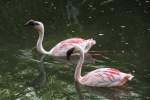 Schwimmende Zwergflamingos (Phoeniconaias minor) am 26.6.2010 im Leipziger Zoo.