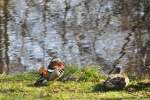 Mandarinente und Stockente an einem Teich im Stadtteil Kreyenbrck (OLDENBURG/Deutschland, 01.04.2012)